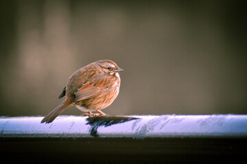 Bird with depth of field