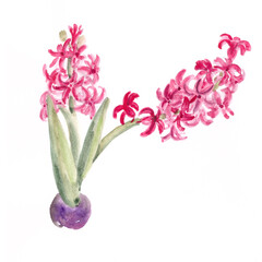 Watercolor spring pink hyacinth on white background