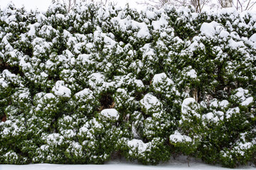 Snowy day, snow-covered row of arborvitae as a nature background
