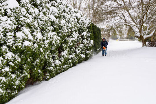 Snowy day, senior man using a snow-blower to remove snow from an arborvitae hedge
