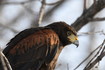 Closeup of a Harris’s Hawk standing still