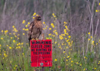Red-tailed Hawk