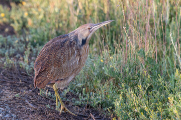 American Bittern