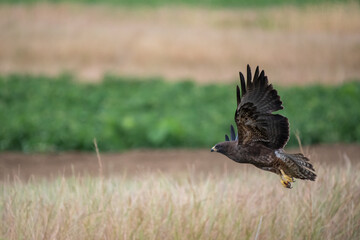 Swainson's Hawk