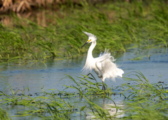 Snowy Egret