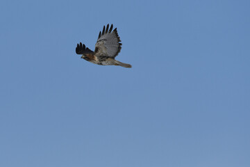 Red-tailed Hawk (juvenile) soaring under a blue sky