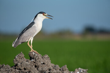 Black-crowned Night Heron