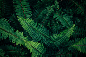 Beautiful fern leaves background
