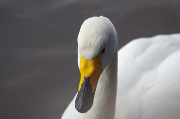 Obraz premium 厳しい寒さを避けて越冬で飛来地へと渡ってきた、美しい白い羽毛のハクチョウ