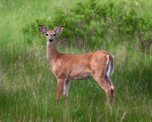 Young buck deer