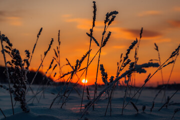 Fototapeta premium a beautiful sunset on a frosty winter evening paints the sky with bright colors