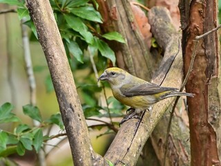 Fototapeta premium のんびりくつろぐ独特のくちばしのイスカ メス