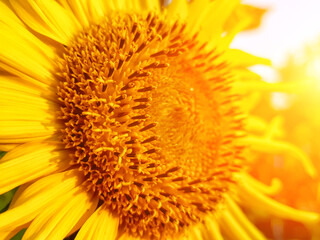 Sunflower blooming. Close-up of sunflower. sunflower flowers at the evening field. Sunflower natural background.