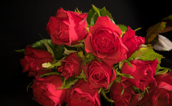 Beautiful red roses - close up view macro shot