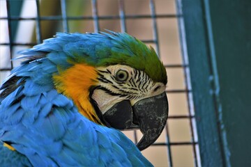 guacamayo