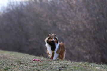 Shetland Sheepdog