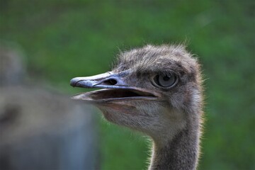 Avestruz