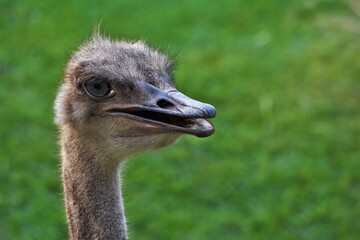 Avestruz