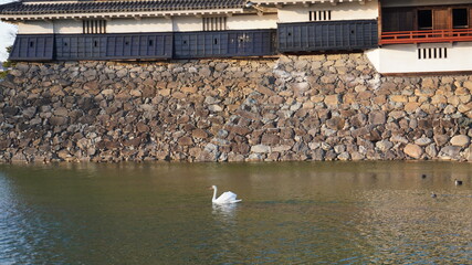 swan in pond of garden in castle in Japan Nagano