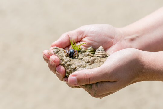 hands holding sand and shells 