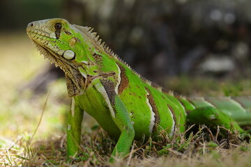 IGUANA BRAZIL reptile
