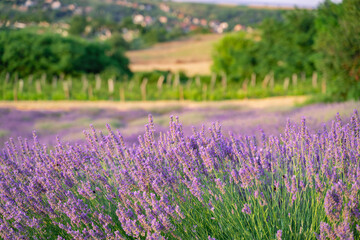 Naklejka na ściany i meble Lavender field and village in the background 