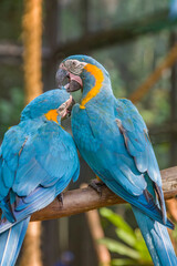 The blue-throated macaw (Ara glaucogularis; previously Ara caninde) is a macaw endemic to a small area of north-central Bolivia. 
This species was designated by law  as a natural patrimony of Bolivia.