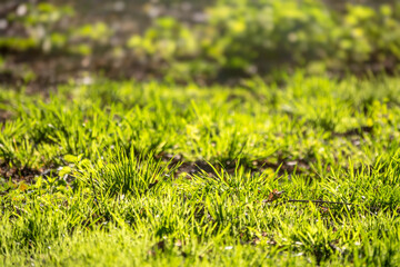 Green Summer Grass Meadow Close-Up With Bright Sunlight. Sunny Spring Background