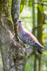 The speckled pigeon (Columba guinea), or African rock pigeon, is a pigeon that is a resident breeding bird in much of Africa south of the Sahara