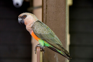 The red-bellied parrot (Poicephalus rufiventris) is a small African parrot. It is a mostly greenish and grey parrot. Males have a bright orange belly and females have a greenish belly.