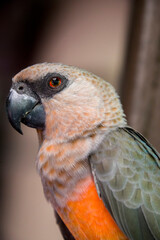 The red-bellied parrot (Poicephalus rufiventris) is a small African parrot. It is a mostly greenish and grey parrot. Males have a bright orange belly and females have a greenish belly. © Danny Ye