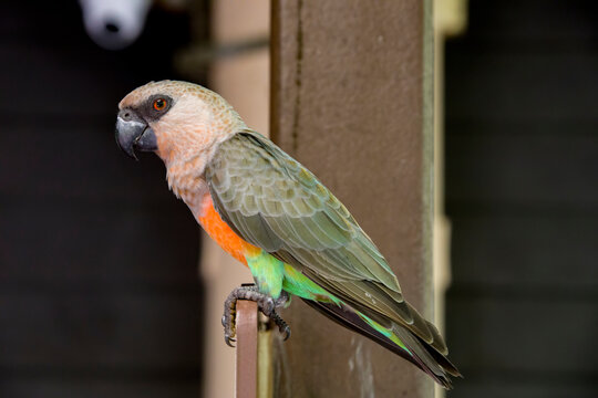 The red-bellied parrot (Poicephalus rufiventris) is a small African parrot. It is a mostly greenish and grey parrot. Males have a bright orange belly and females have a greenish belly.