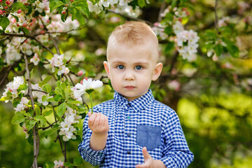 A cute blond boy in a blue shirt near a blooming white apple tree. The garden is in full bloom in spring.