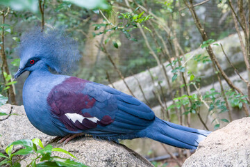 The closeup image of western crowned pigeon. 
It is a large, blue-grey pigeon with blue lacy crests...