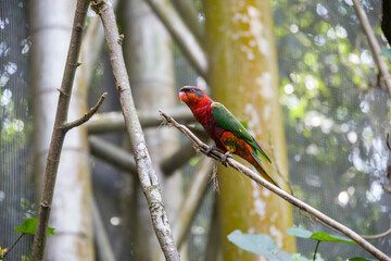 A hybrid  lorikeet is perching on the branch in Jurong Bird Park SIngapore, most probably between a Trichoglossus and Eos.