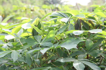 leaves