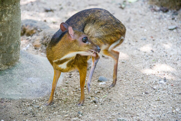 the closeup image of Lesser mouse-deer(Tragulus kanchil)
The smallest known hoofed mammal,found widely across Southeast Asia. 