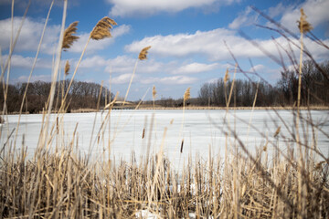 Early spring day at the marsh with the lake and ponds still frozen over, plant life coming alive.