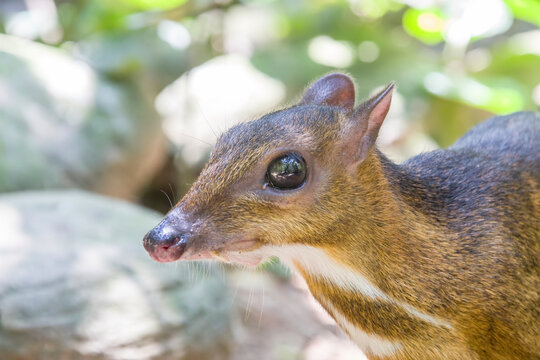 the closeup image of Lesser mouse-deer(Tragulus kanchil)
The smallest known hoofed mammal,found widely across Southeast Asia. 