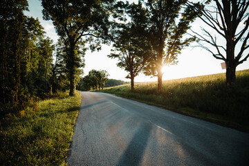 Fototapeta premium road in the woods