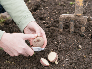 Farmer is cutting potatoes for planting.