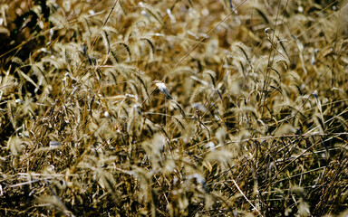 close up of grass