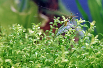 shrimp  in Aquatic plants 