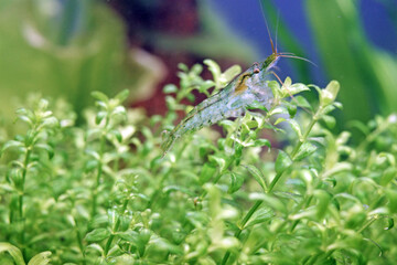 shrimp in Aquatic plants 