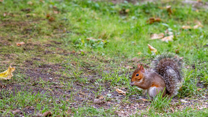 Squirrel on the lookout for food early morning.