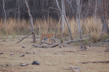 Tiger in India