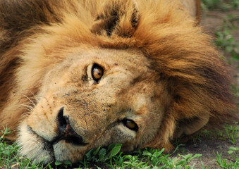 Lion in South Africa