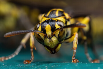 Macro Photo of Wasp on Turquoise Floor