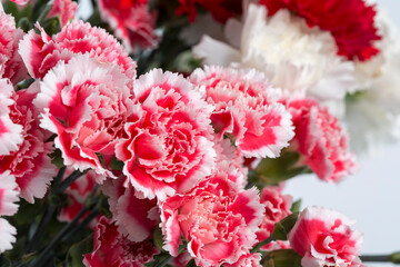 Pink carnation flower