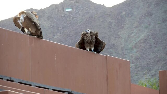 A close up of a large lappet-faced vulture or Nubian vulture (Torgos tracheliotos) and a Griffon Vulture (Gyps fulvus) on ledge.
